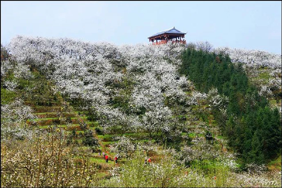 【春天，广西桂林灌阳县向您发出邀请！】我们在灌阳看梨花 - 游山玩水 - 防城港生活社区 - 防城港28生活网 fcg.28life.net