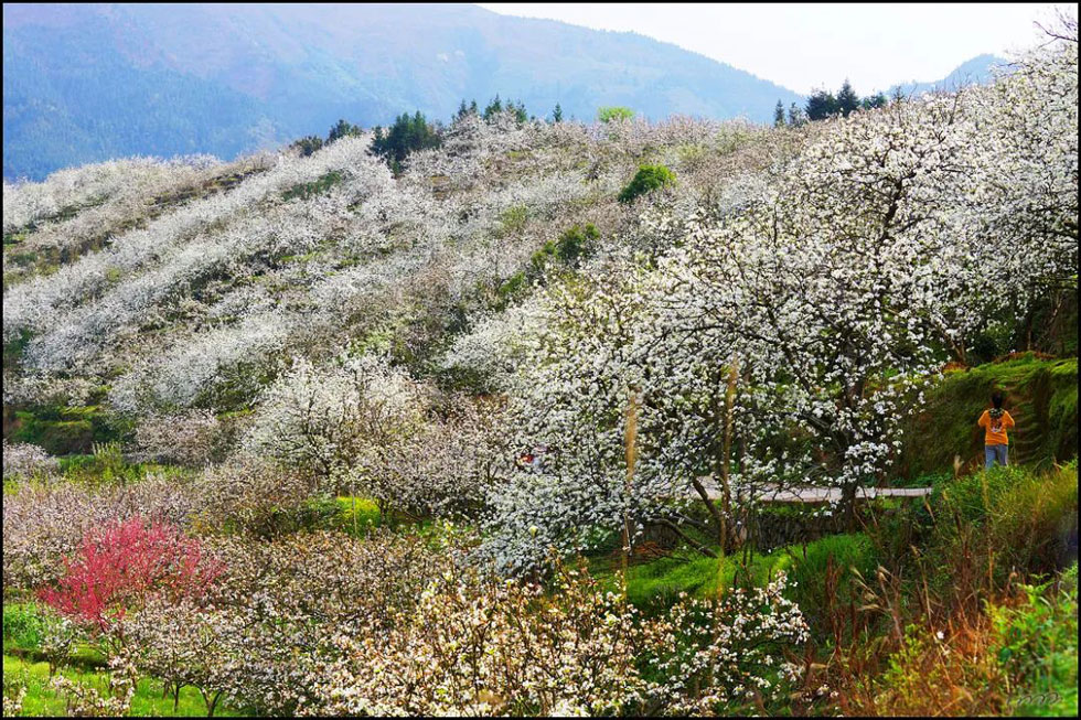 【春天，广西桂林灌阳县向您发出邀请！】我们在灌阳看梨花 - 游山玩水 - 防城港生活社区 - 防城港28生活网 fcg.28life.net