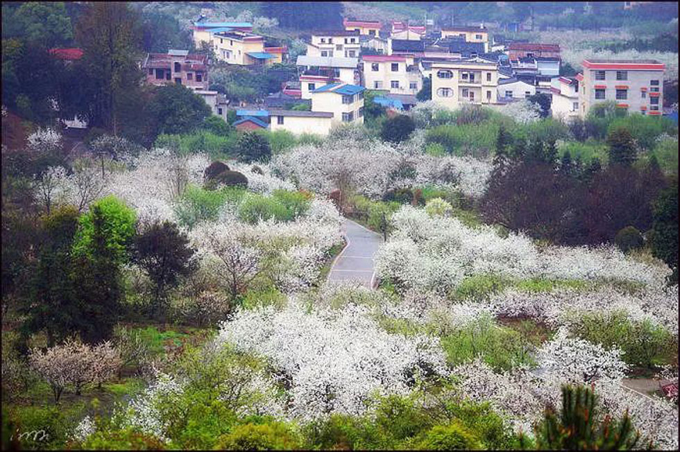 【春天，广西桂林灌阳县向您发出邀请！】我们在灌阳看梨花 - 游山玩水 - 防城港生活社区 - 防城港28生活网 fcg.28life.net