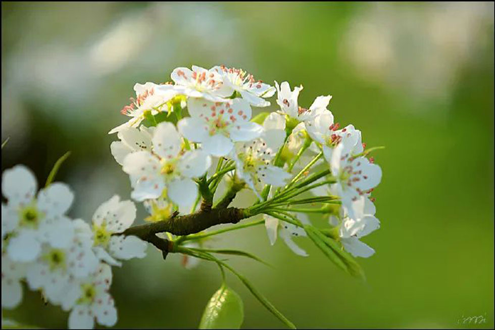 【春天，广西桂林灌阳县向您发出邀请！】我们在灌阳看梨花 - 游山玩水 - 防城港生活社区 - 防城港28生活网 fcg.28life.net