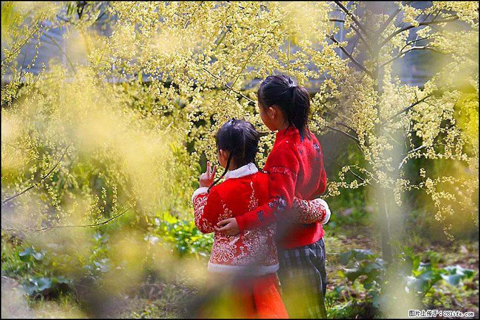 【春天，广西桂林灌阳县向您发出邀请！】米珠山前有片山苍子花在飘香 - 游山玩水 - 防城港生活社区 - 防城港28生活网 fcg.28life.net