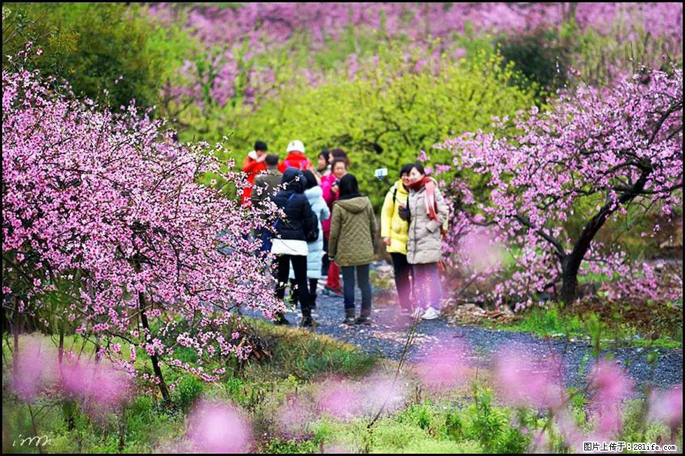 【春天，广西桂林灌阳县向您发出邀请！】官庄村有个醉美的桃花园 - 游山玩水 - 防城港生活社区 - 防城港28生活网 fcg.28life.net