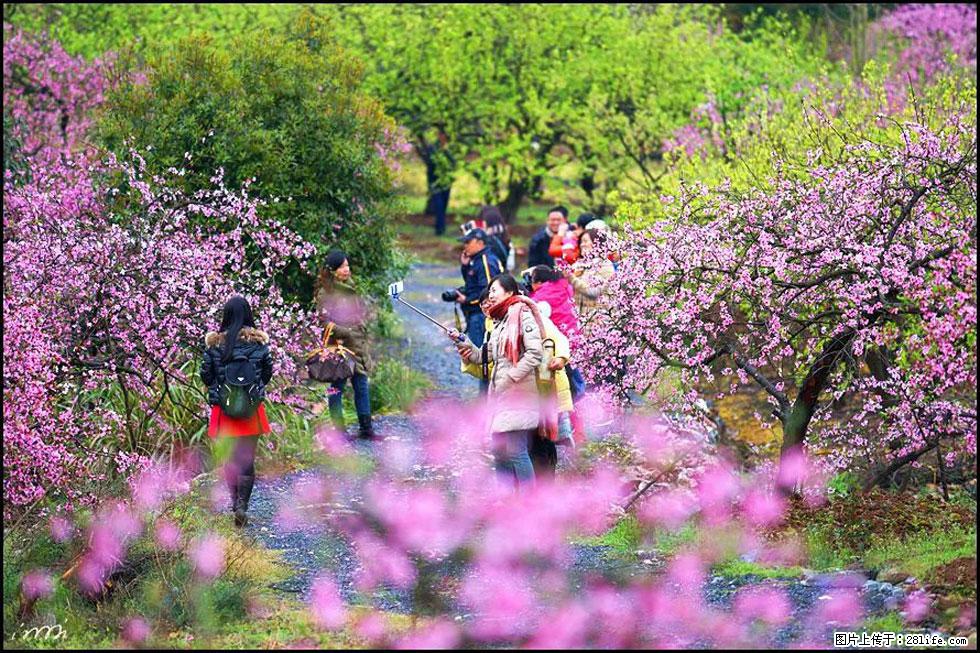 【春天，广西桂林灌阳县向您发出邀请！】官庄村有个醉美的桃花园 - 游山玩水 - 防城港生活社区 - 防城港28生活网 fcg.28life.net