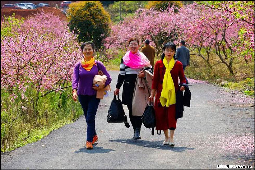 【春天，广西桂林灌阳县向您发出邀请！】官庄村有个醉美的桃花园 - 游山玩水 - 防城港生活社区 - 防城港28生活网 fcg.28life.net