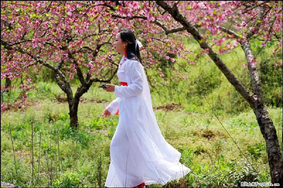 【春天，广西桂林灌阳县向您发出邀请！】官庄村有个醉美的桃花园 - 游山玩水 - 防城港生活社区 - 防城港28生活网 fcg.28life.net