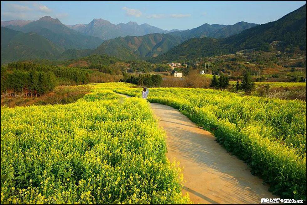 【春天，广西桂林灌阳县向您发出邀请！】长坪村油菜盛情花开 - 游山玩水 - 防城港生活社区 - 防城港28生活网 fcg.28life.net