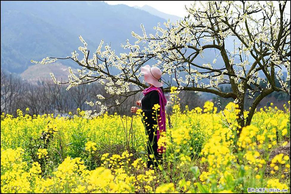 【春天，广西桂林灌阳县向您发出邀请！】长坪村油菜盛情花开 - 游山玩水 - 防城港生活社区 - 防城港28生活网 fcg.28life.net