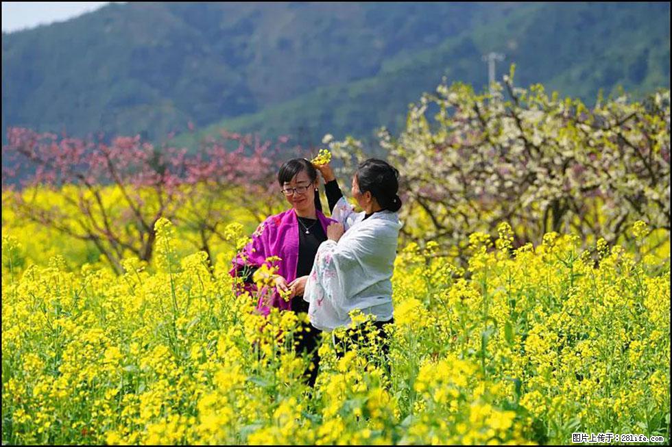 【春天，广西桂林灌阳县向您发出邀请！】长坪村油菜盛情花开 - 游山玩水 - 防城港生活社区 - 防城港28生活网 fcg.28life.net
