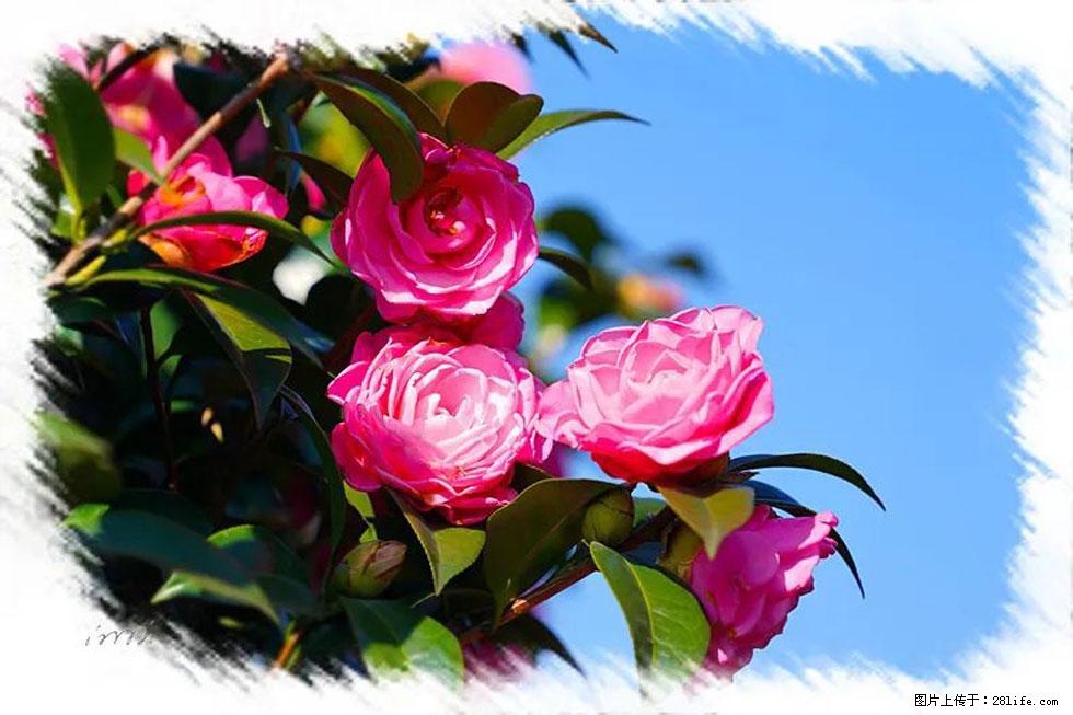 【春天，广西桂林灌阳县向您发出邀请！】杨柳井茶花惹人爱 - 游山玩水 - 防城港生活社区 - 防城港28生活网 fcg.28life.net