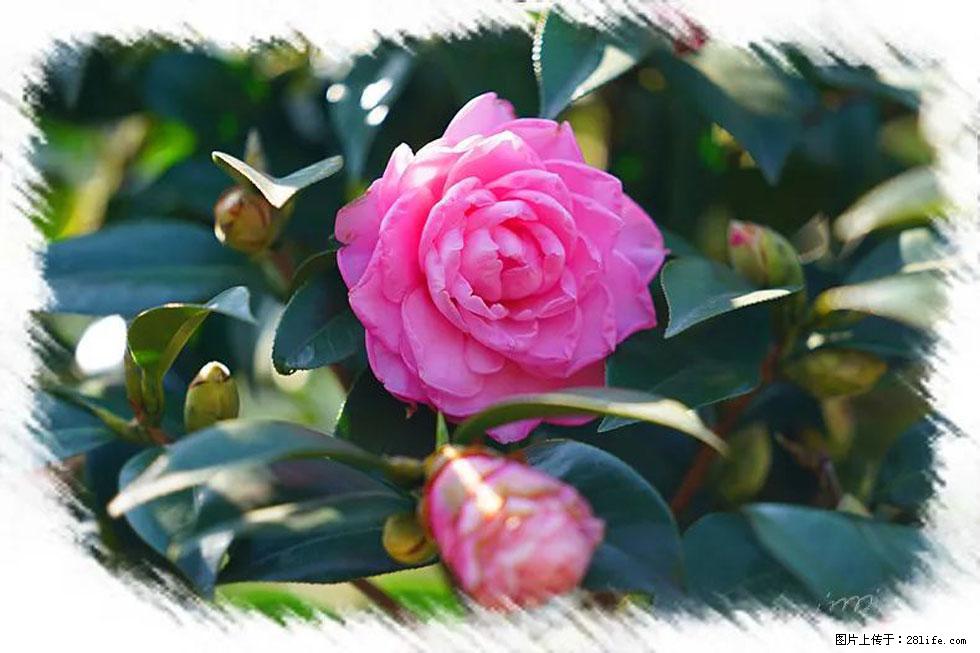 【春天，广西桂林灌阳县向您发出邀请！】杨柳井茶花惹人爱 - 游山玩水 - 防城港生活社区 - 防城港28生活网 fcg.28life.net