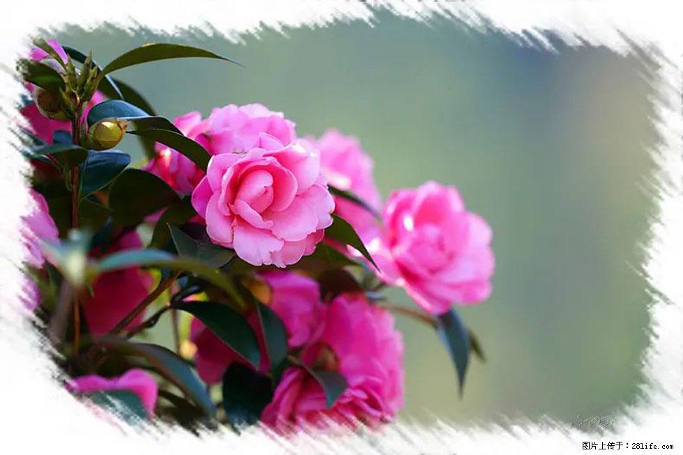 【春天，广西桂林灌阳县向您发出邀请！】杨柳井茶花惹人爱 - 游山玩水 - 防城港生活社区 - 防城港28生活网 fcg.28life.net