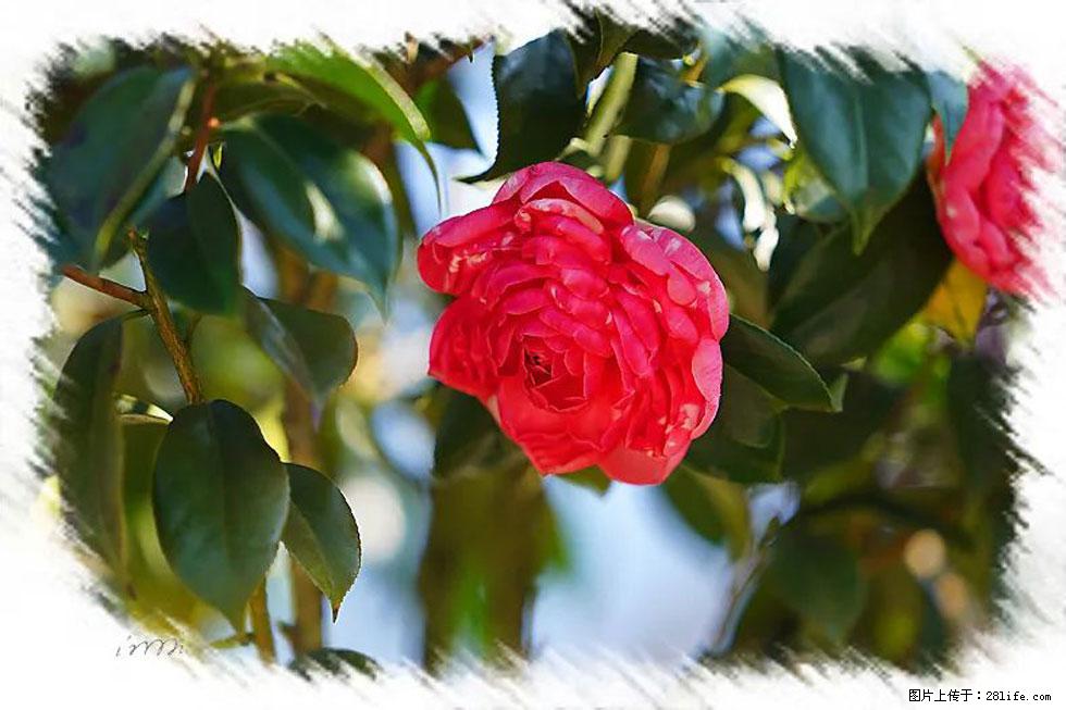 【春天，广西桂林灌阳县向您发出邀请！】杨柳井茶花惹人爱 - 游山玩水 - 防城港生活社区 - 防城港28生活网 fcg.28life.net