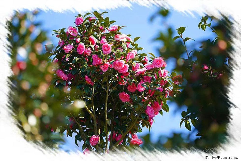 【春天，广西桂林灌阳县向您发出邀请！】杨柳井茶花惹人爱 - 游山玩水 - 防城港生活社区 - 防城港28生活网 fcg.28life.net