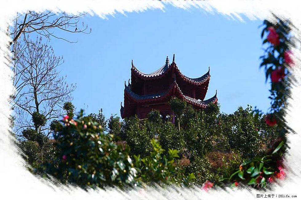 【春天，广西桂林灌阳县向您发出邀请！】杨柳井茶花惹人爱 - 游山玩水 - 防城港生活社区 - 防城港28生活网 fcg.28life.net