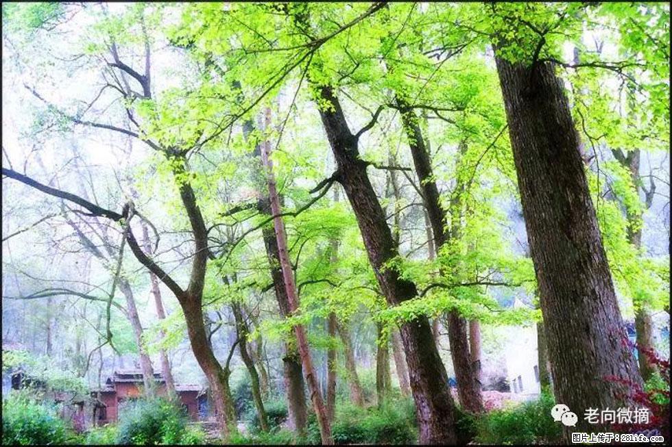 【春天，广西桂林灌阳县向您发出邀请！】在小龙村与春天约会 - 游山玩水 - 防城港生活社区 - 防城港28生活网 fcg.28life.net