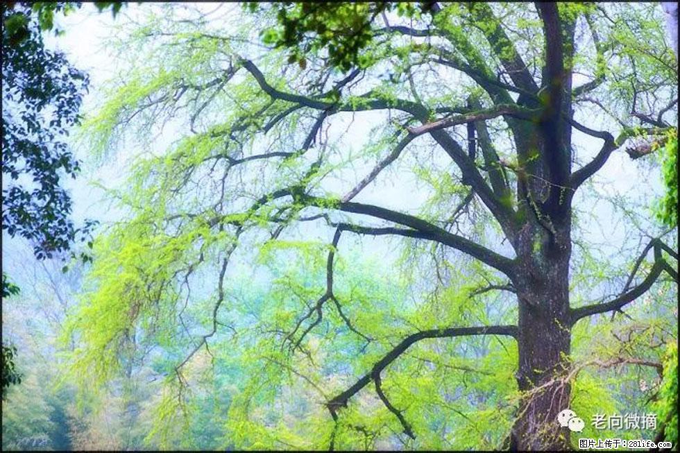 【春天，广西桂林灌阳县向您发出邀请！】在小龙村与春天约会 - 游山玩水 - 防城港生活社区 - 防城港28生活网 fcg.28life.net