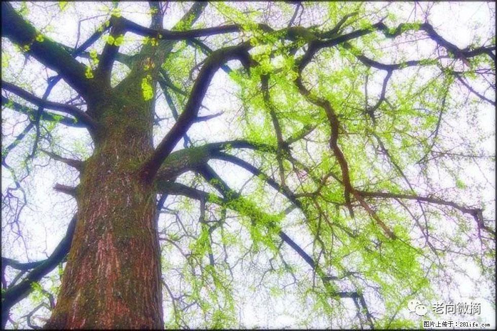 【春天，广西桂林灌阳县向您发出邀请！】在小龙村与春天约会 - 游山玩水 - 防城港生活社区 - 防城港28生活网 fcg.28life.net