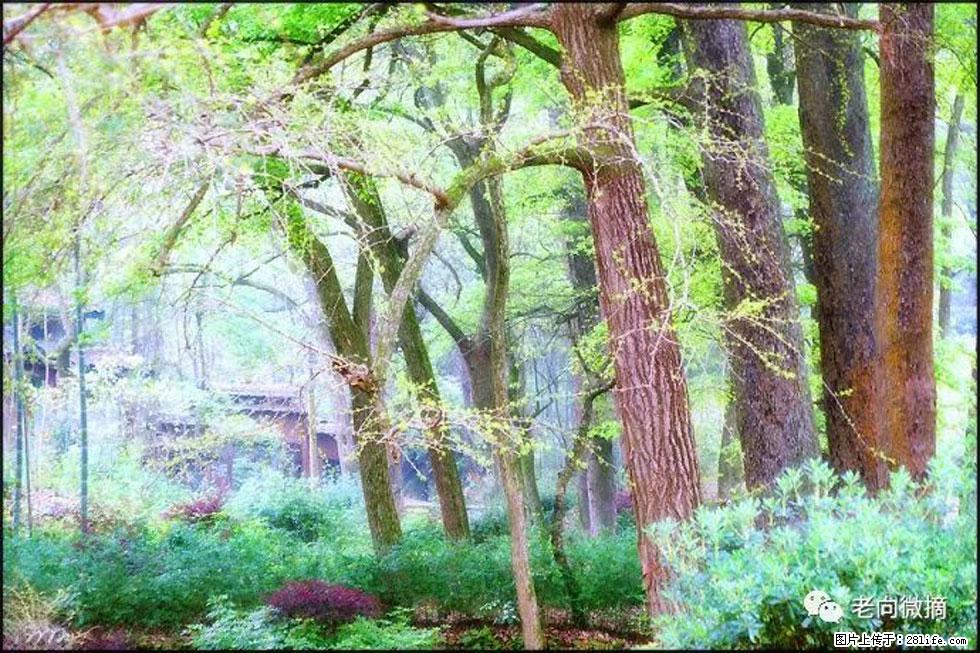 【春天，广西桂林灌阳县向您发出邀请！】在小龙村与春天约会 - 游山玩水 - 防城港生活社区 - 防城港28生活网 fcg.28life.net