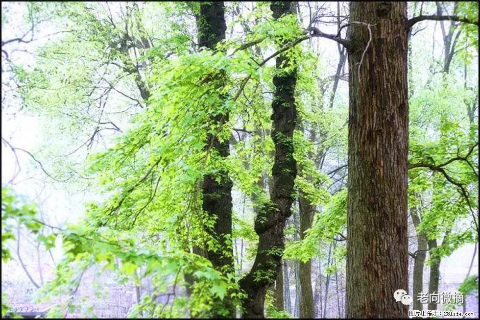 【春天，广西桂林灌阳县向您发出邀请！】在小龙村与春天约会 - 游山玩水 - 防城港生活社区 - 防城港28生活网 fcg.28life.net