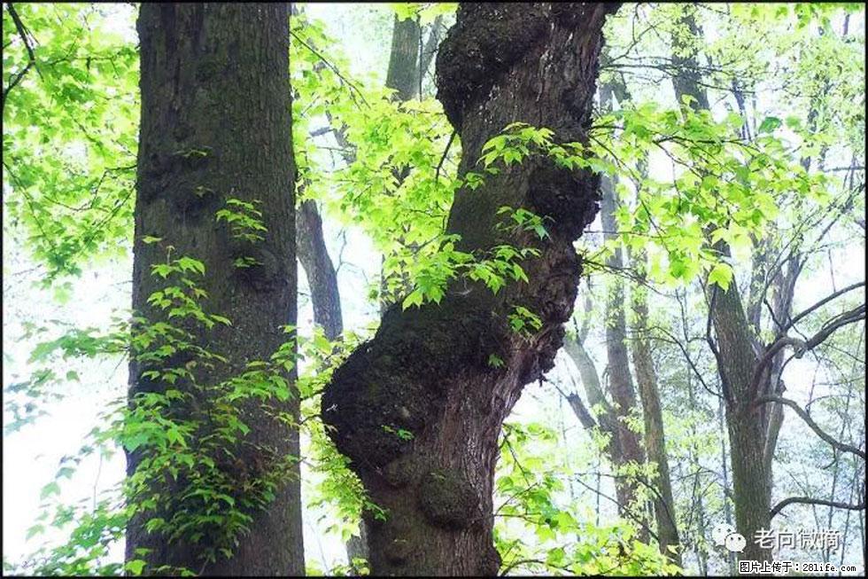 【春天，广西桂林灌阳县向您发出邀请！】在小龙村与春天约会 - 游山玩水 - 防城港生活社区 - 防城港28生活网 fcg.28life.net