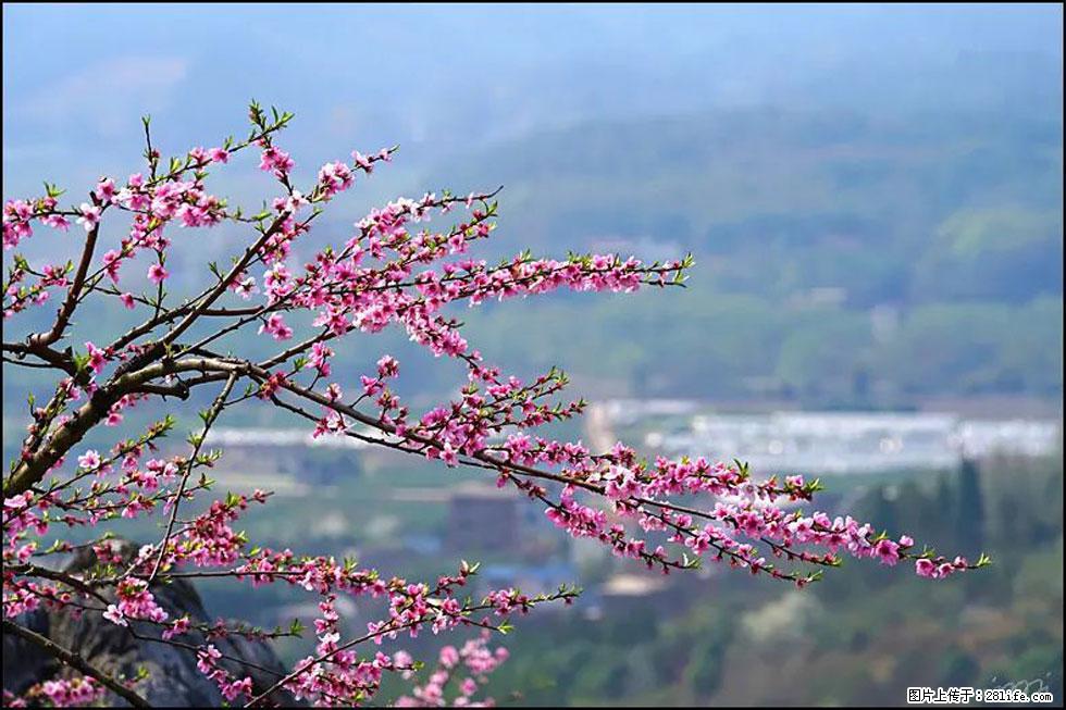 【春天，广西桂林灌阳县向您发出邀请！】望月岭上桃花开 - 游山玩水 - 防城港生活社区 - 防城港28生活网 fcg.28life.net
