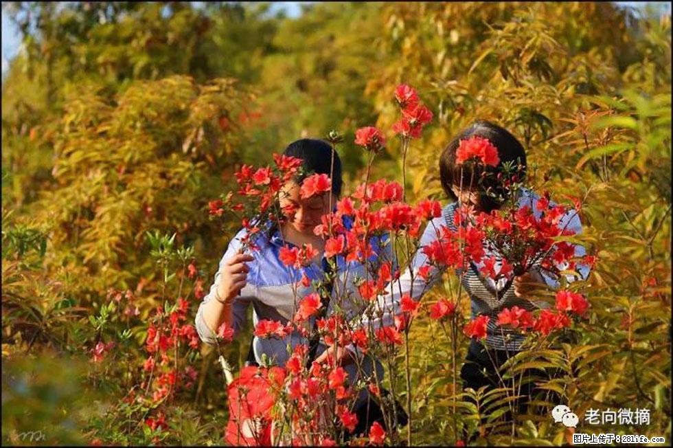 【春天，广西桂林灌阳县向您发出邀请！】登麒麟山，相约映山红 - 游山玩水 - 防城港生活社区 - 防城港28生活网 fcg.28life.net