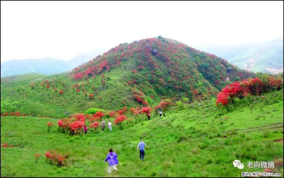 【春天，广西桂林灌阳县向您发出邀请！】宝盖山上映山红 - 游山玩水 - 防城港生活社区 - 防城港28生活网 fcg.28life.net