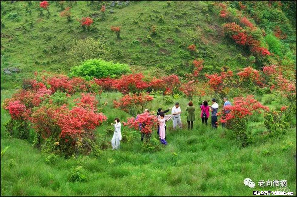 【春天，广西桂林灌阳县向您发出邀请！】宝盖山上映山红 - 游山玩水 - 防城港生活社区 - 防城港28生活网 fcg.28life.net