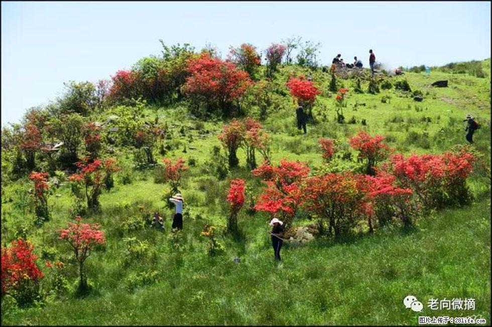 【春天，广西桂林灌阳县向您发出邀请！】宝盖山上映山红 - 游山玩水 - 防城港生活社区 - 防城港28生活网 fcg.28life.net