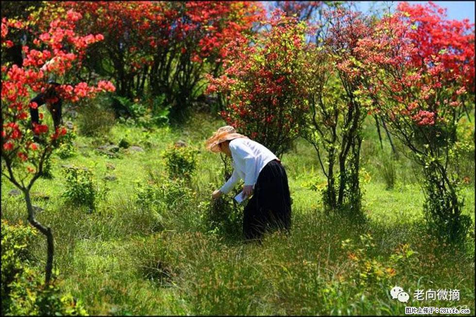 【春天，广西桂林灌阳县向您发出邀请！】宝盖山上映山红 - 游山玩水 - 防城港生活社区 - 防城港28生活网 fcg.28life.net
