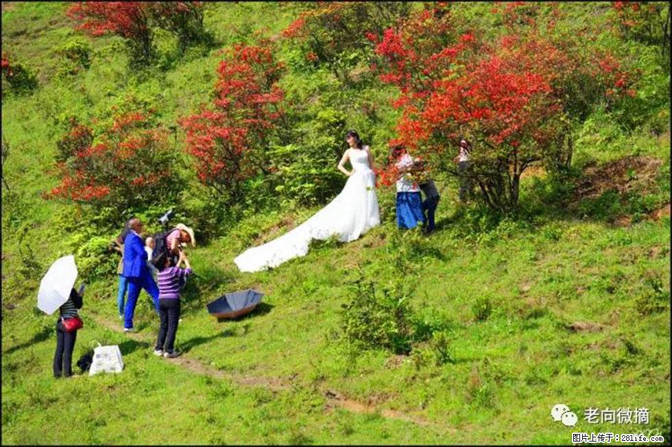 【春天，广西桂林灌阳县向您发出邀请！】宝盖山上映山红 - 游山玩水 - 防城港生活社区 - 防城港28生活网 fcg.28life.net