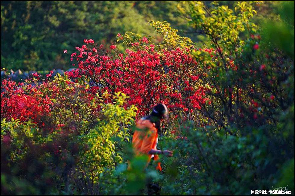 【春天，广西桂林灌阳县向您发出邀请！】春木界上映山红 - 游山玩水 - 防城港生活社区 - 防城港28生活网 fcg.28life.net