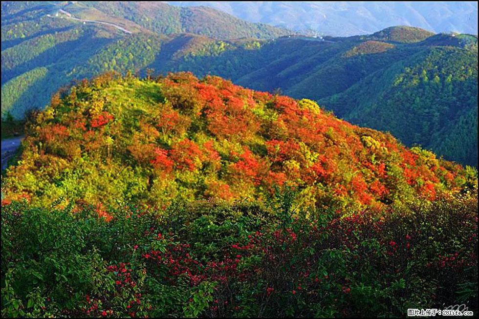 【春天，广西桂林灌阳县向您发出邀请！】春木界上映山红 - 游山玩水 - 防城港生活社区 - 防城港28生活网 fcg.28life.net