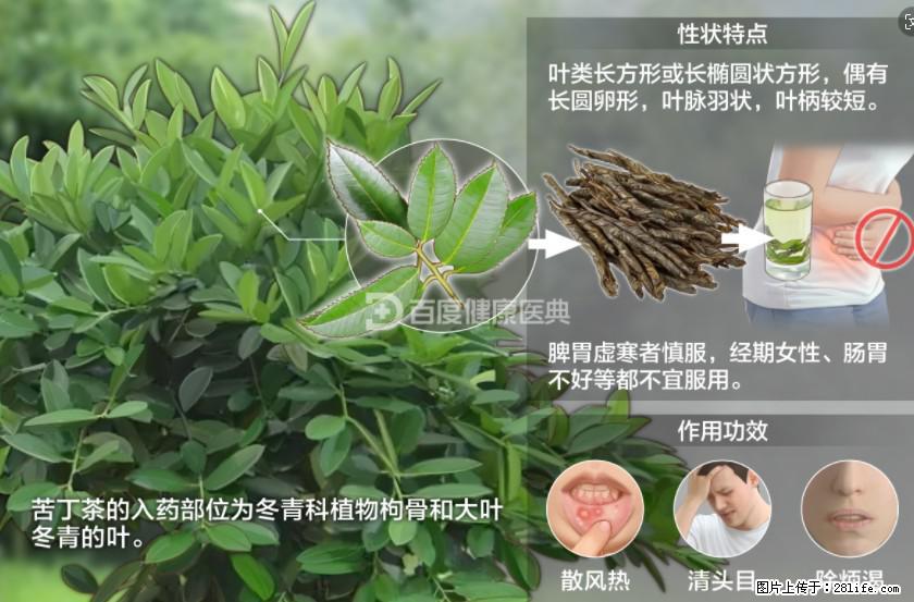 苦丁茶有哪些功效和作用 - 生活百科 - 防城港生活社区 - 防城港28生活网 fcg.28life.net