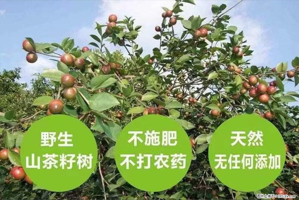 【灌阳县油茶产业示范区】一个有着充实的精神生活的人，对待身外之物自会有一种淡泊的态度 - 美食天地 - 防城港生活社区 - 防城港28生活网 fcg.28life.net