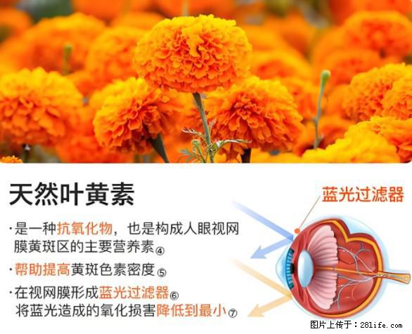 叶黄素有什么功效和作用 - 生活百科 - 防城港生活社区 - 防城港28生活网 fcg.28life.net