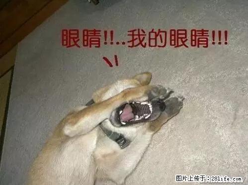 笑癫了！一女的怀孕三年未生，他终于忍不住了... - 娱乐八卦 - 防城港生活社区 - 防城港28生活网 fcg.28life.net
