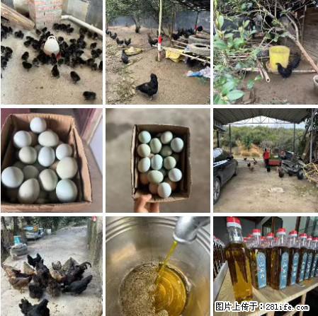 油茶园从小鸡仔开始养起的纯土鸡、土鸡蛋可以预定啦！还有前几天刚榨的纯山茶油哦 - 土特产 - 饮食特产 - 防城港分类信息 - 防城港28生活网 fcg.28life.net