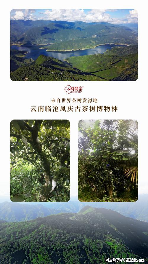 时间果百年古树2025年春红茶 - 购物交流 - 防城港生活社区 - 防城港28生活网 fcg.28life.net