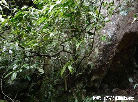 平乐石崖茶，珍贵仅次于金花茶 - 防城港生活资讯 - 防城港28生活网 fcg.28life.net