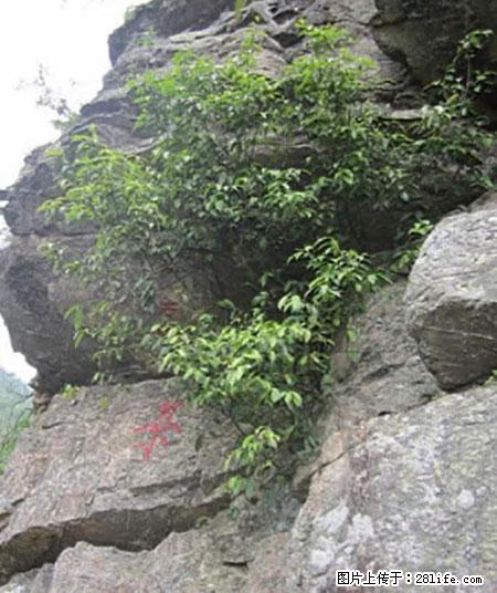 平乐石崖茶，珍贵仅次于金花茶 - 防城港生活资讯 - 防城港28生活网 fcg.28life.net