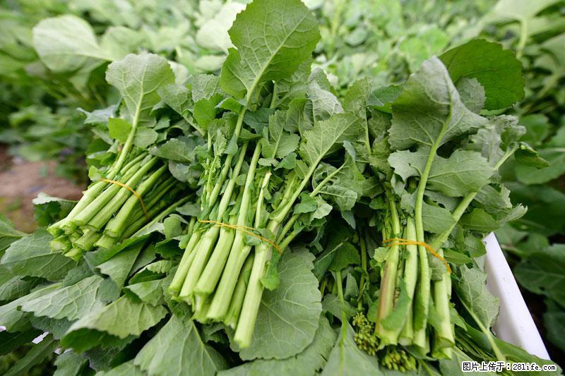 这些蔬菜是“天然钙片”，这6种被医生重点推荐 - 防城港生活资讯 - 防城港28生活网 fcg.28life.net